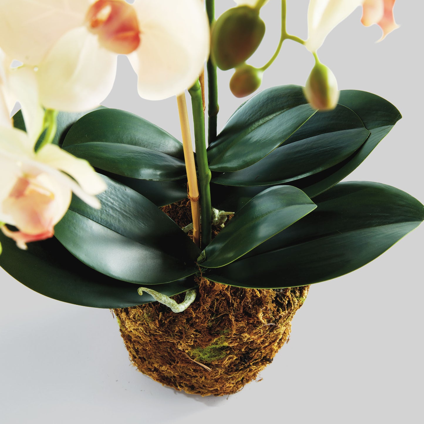 Blush faux phalaenopsis orchid drop-in 23 inch - stylish home accent (Image3).