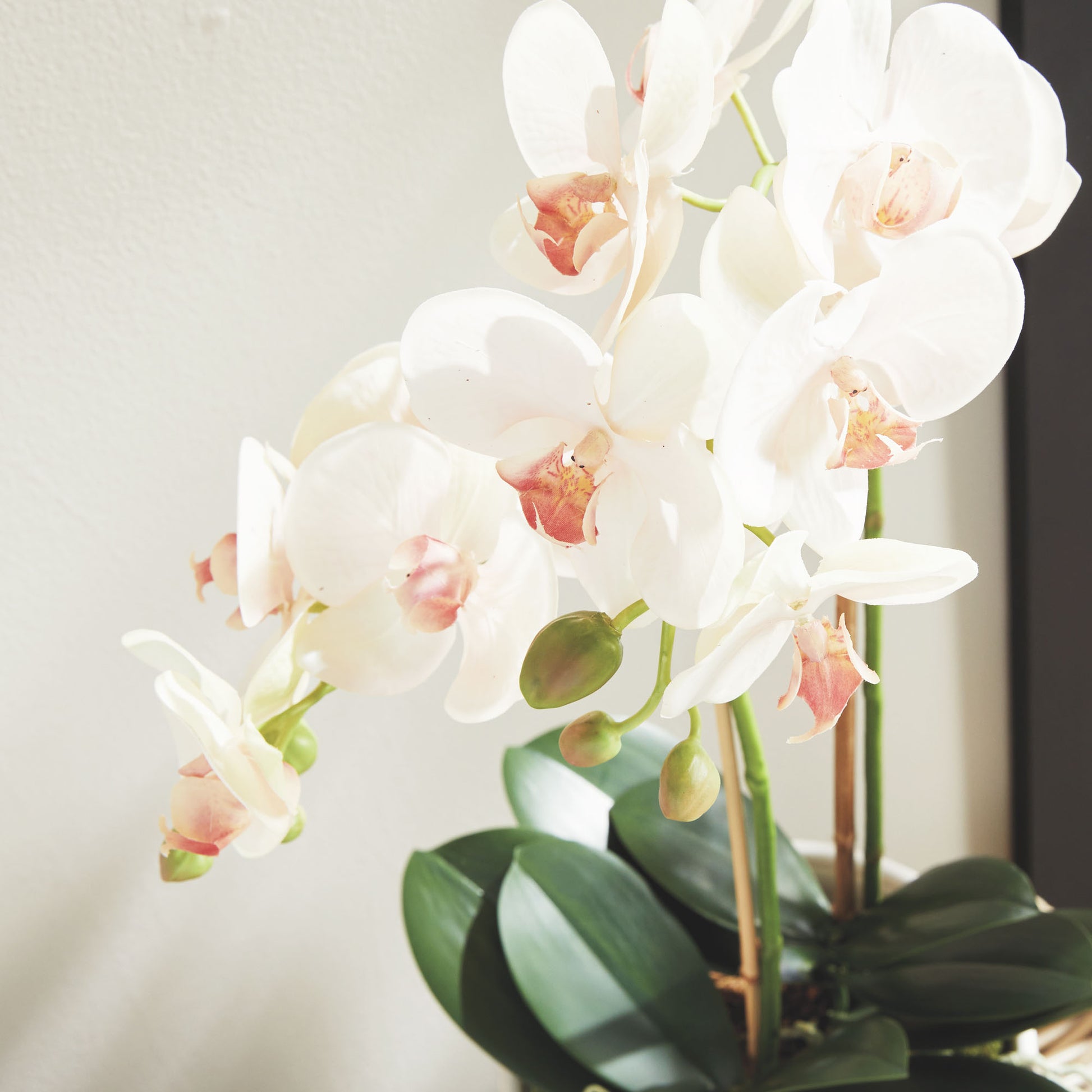 Blush faux phalaenopsis orchid drop-in 23 inch - stylish home accent (Image5).