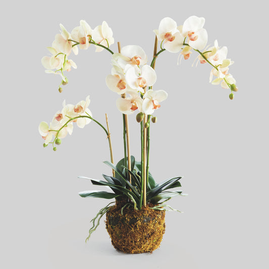 Blush faux phalaenopsis orchid drop-in 30 inch - stylish home accent (Image1).