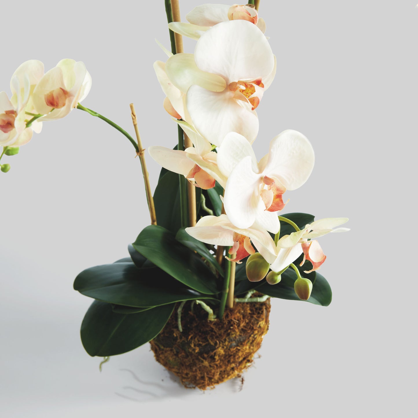Blush faux phalaenopsis orchid drop-in 30 inch - stylish home accent (Image2).