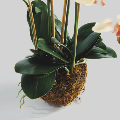 Blush faux phalaenopsis orchid drop-in 30 inch - stylish home accent (Image3).