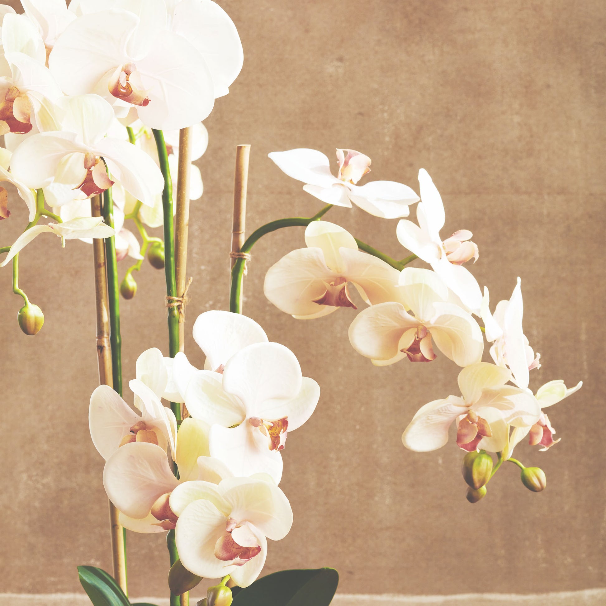 Blush faux phalaenopsis orchid drop-in 30 inch - stylish home accent (Image4).
