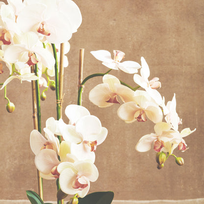 Blush faux phalaenopsis orchid drop-in 30 inch - stylish home accent (Image4).