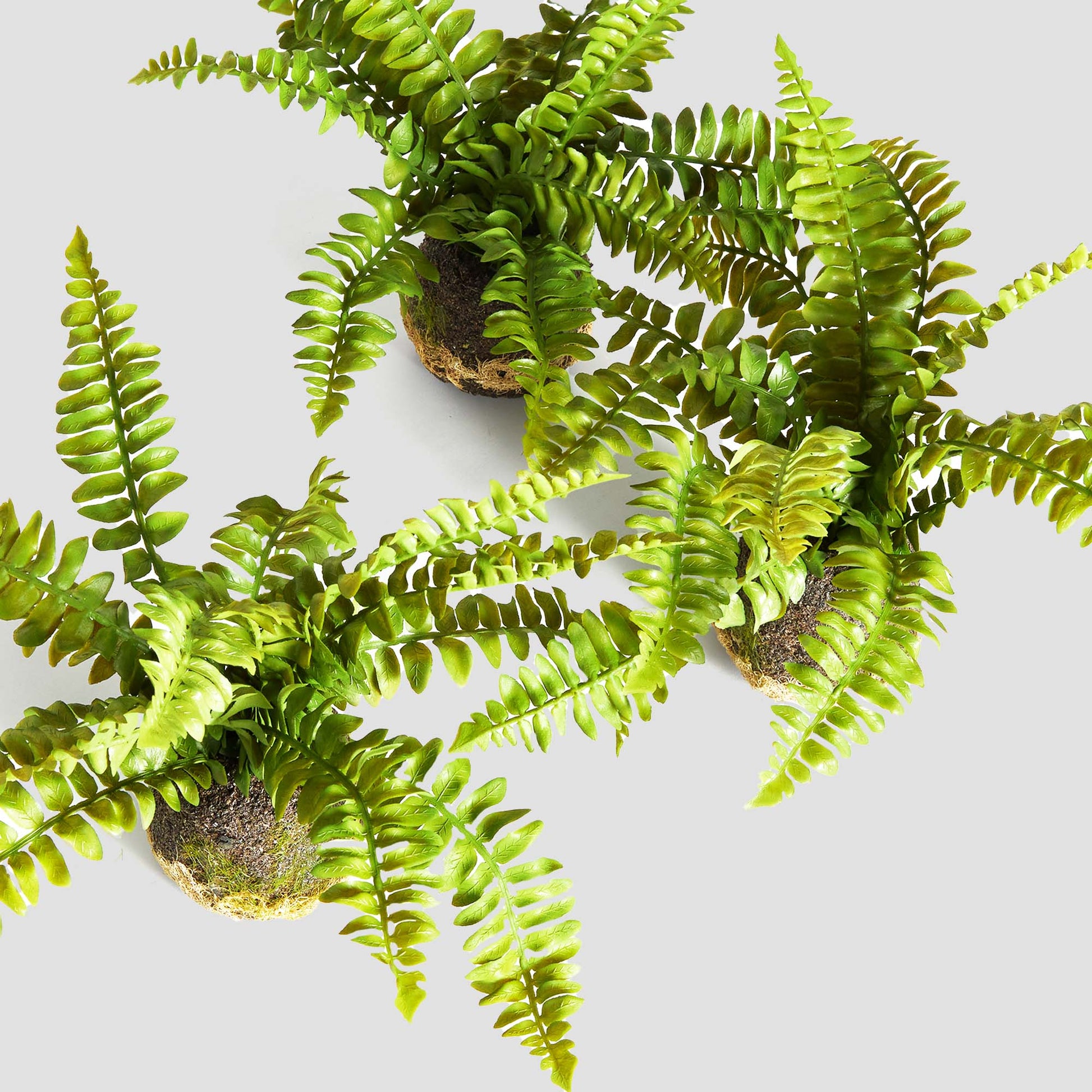 Boston fern faux floral drop-ins, set of 3, top view.