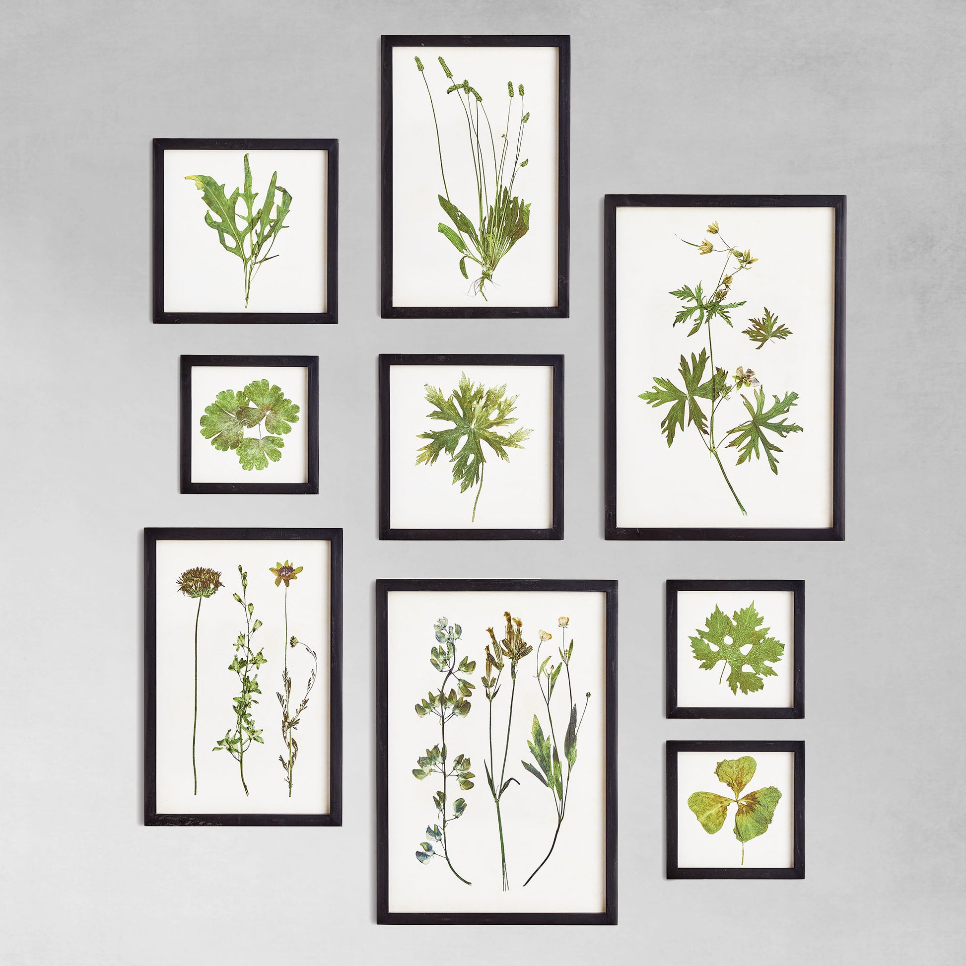 Botanicals gallery wall art set on gray wall.