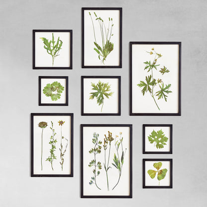 Botanicals gallery wall art set on gray wall.