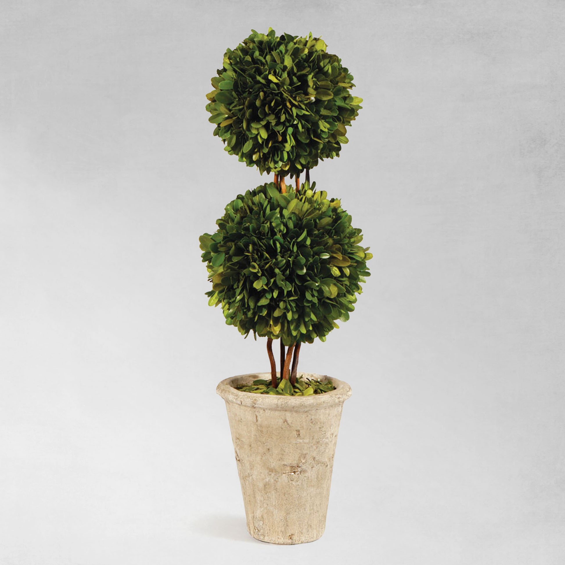 Boxwood double sphere topiary 20 inch - stylish home accent (Image1).