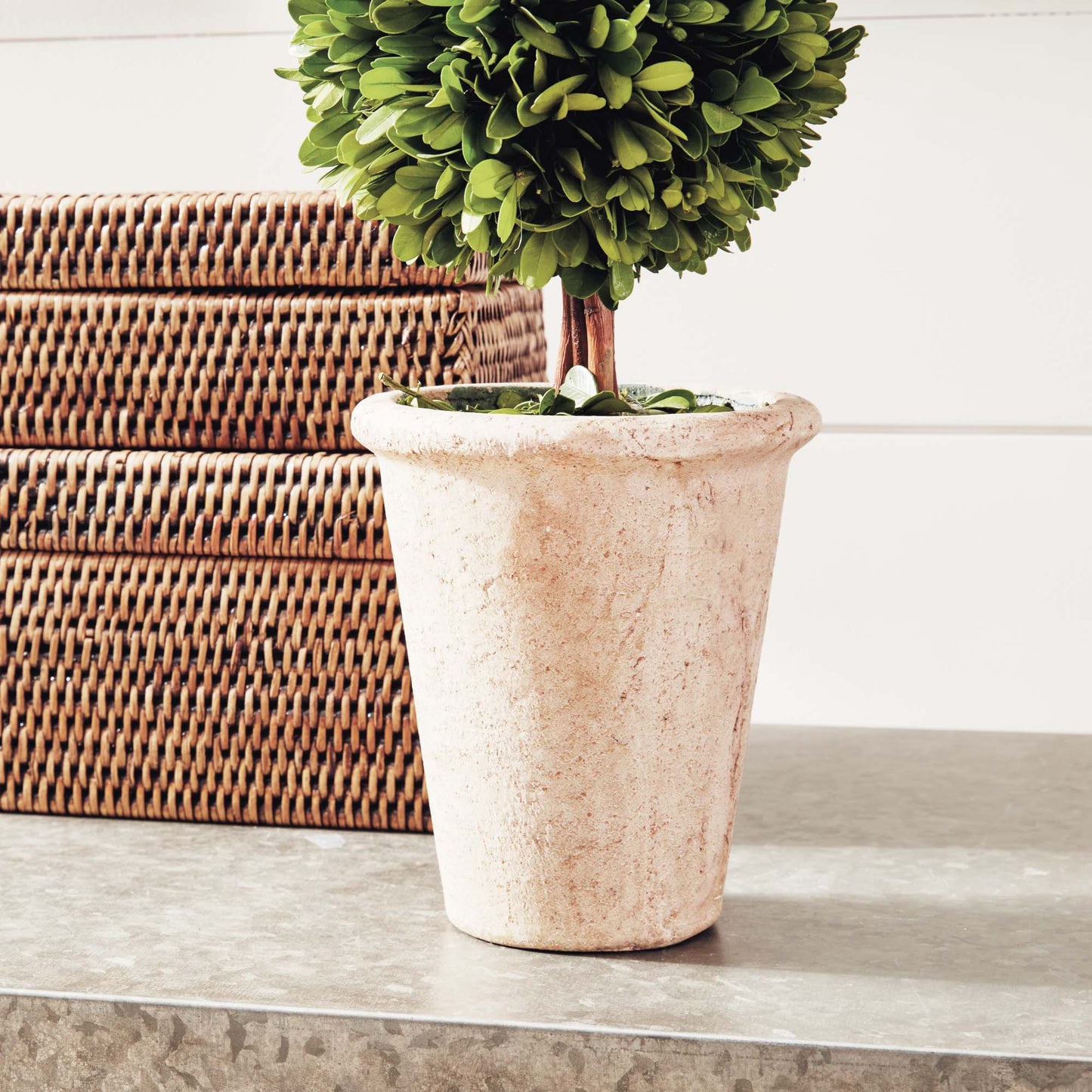 Boxwood double sphere topiary 20 inch - stylish home accent (Image3).