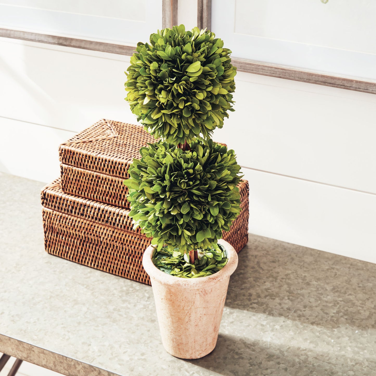 Boxwood double sphere topiary 20 inch - stylish home accent (Image4).