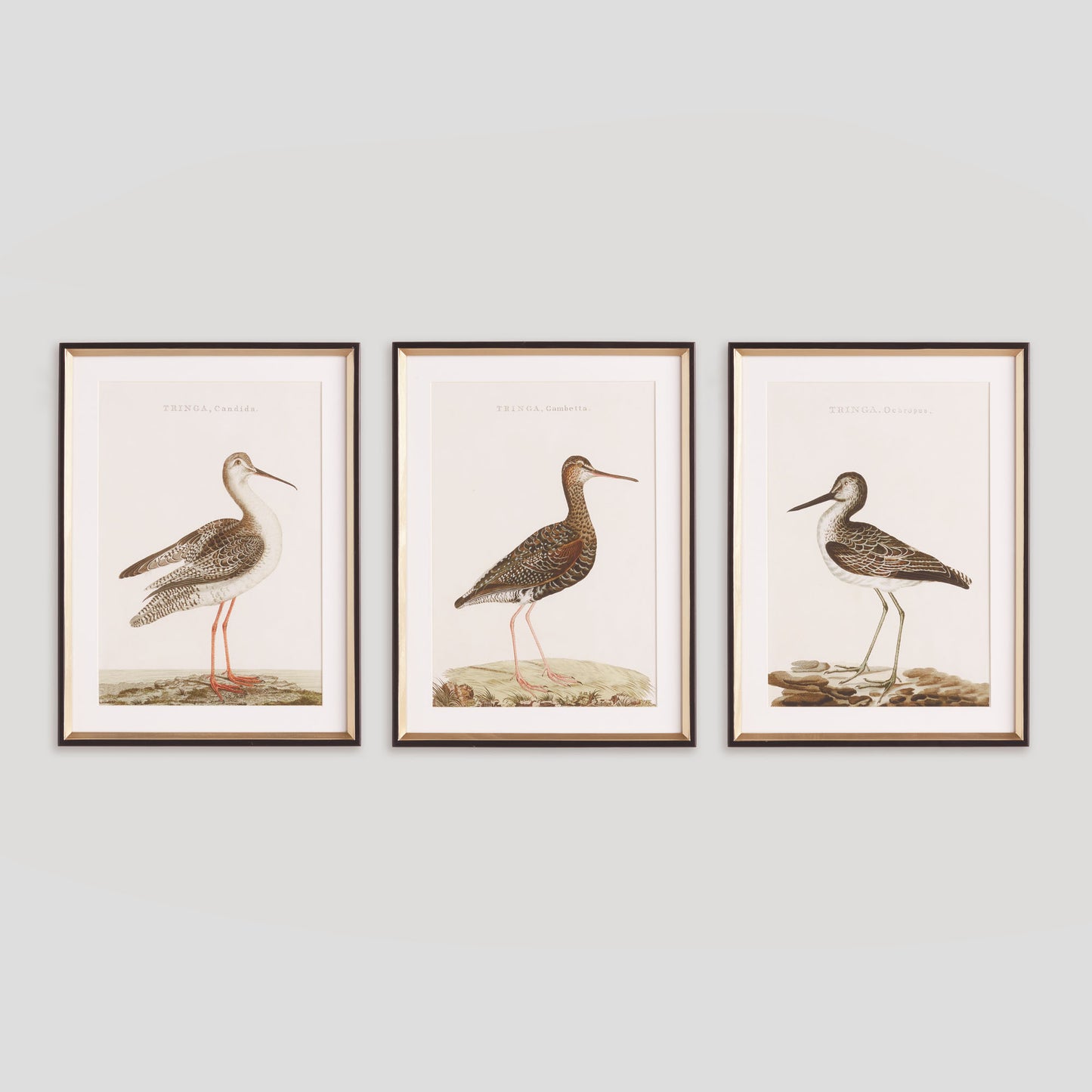 Coastal bird study framed wall art (set of 3) - stylish home accent (Image1).
