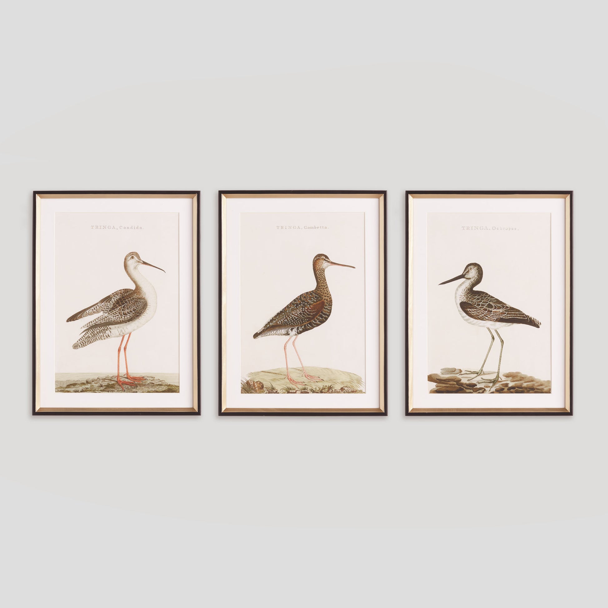 Coastal bird study framed wall art (set of 3) - stylish home accent (Image1).