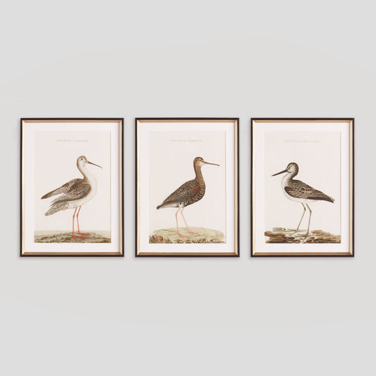 Coastal bird study framed wall art (set of 3) - stylish home accent (Image1).