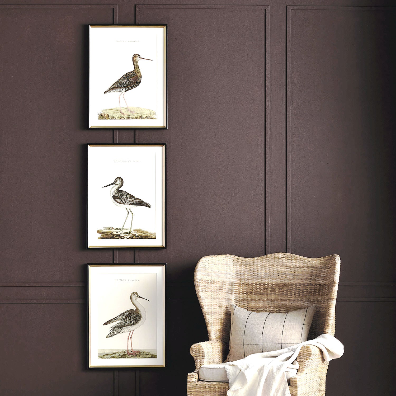 Coastal bird study framed wall art (set of 3) - stylish home accent (Image3).