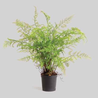 Faux fern drop-in 36 inch - stylish home accent (Image1).