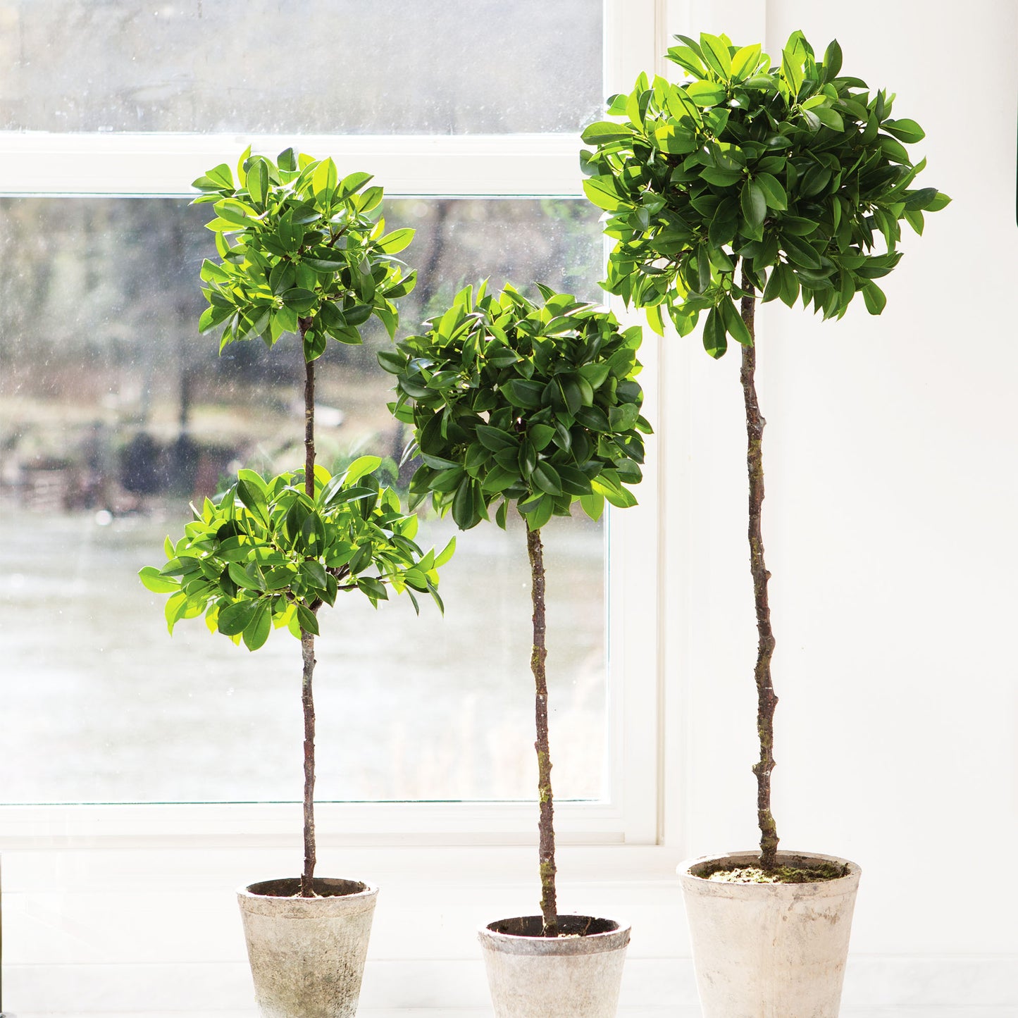 Faux ficus topiaries in ceramic pots stylized on countertop in front of window.