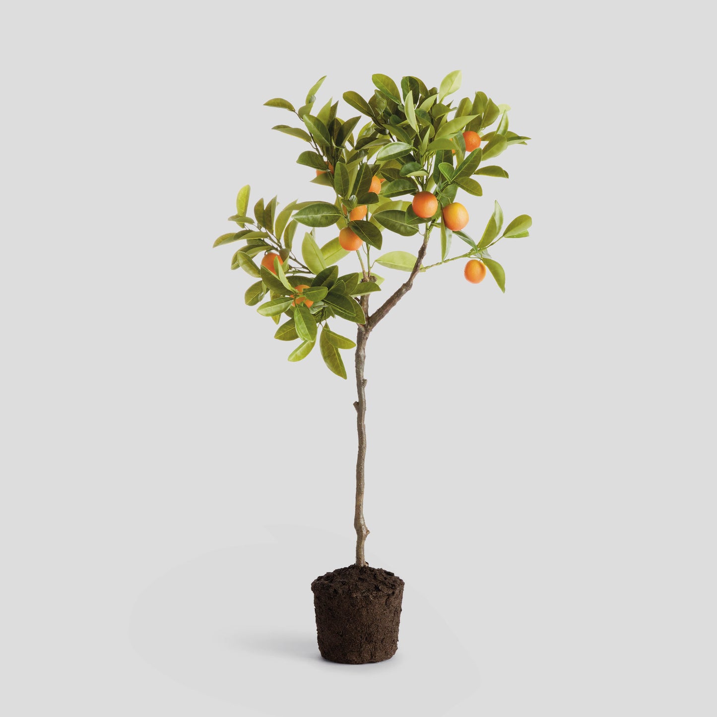 Faux kumquat tree - stylish home accent (Image1).