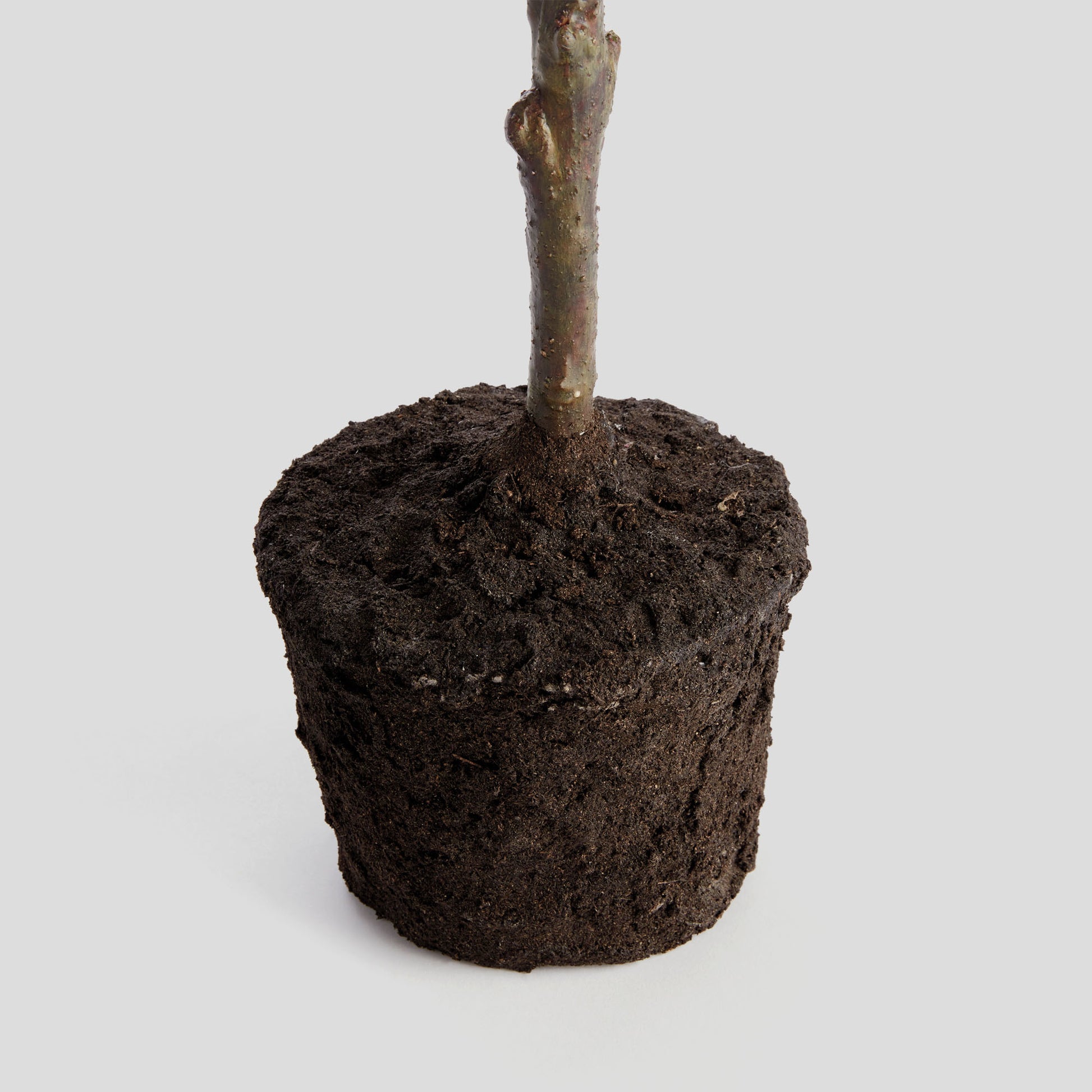 Faux lemon tree - stylish home accent (Image2).