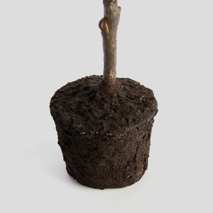 Faux lemon tree - stylish home accent (Image2).