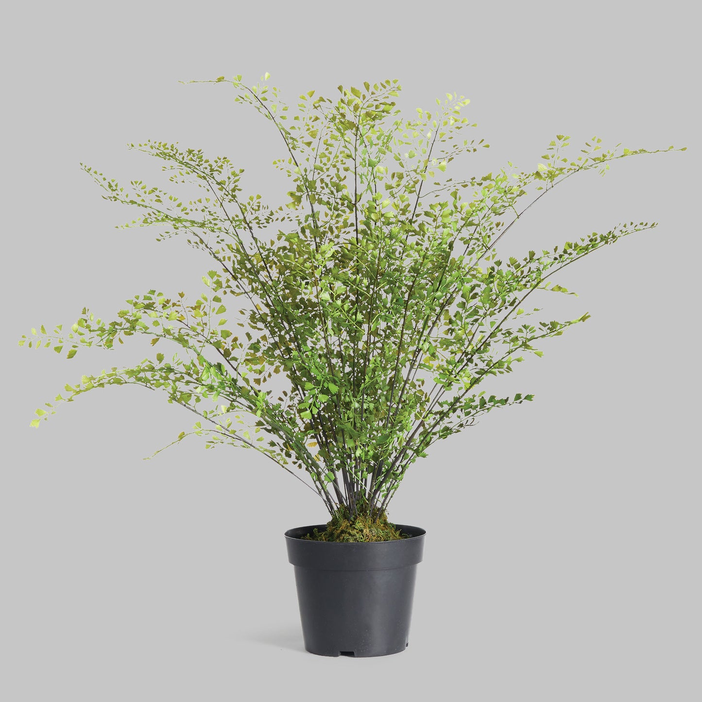 Faux maidenhair drop-in 30 inch - stylish home accent (Image1).