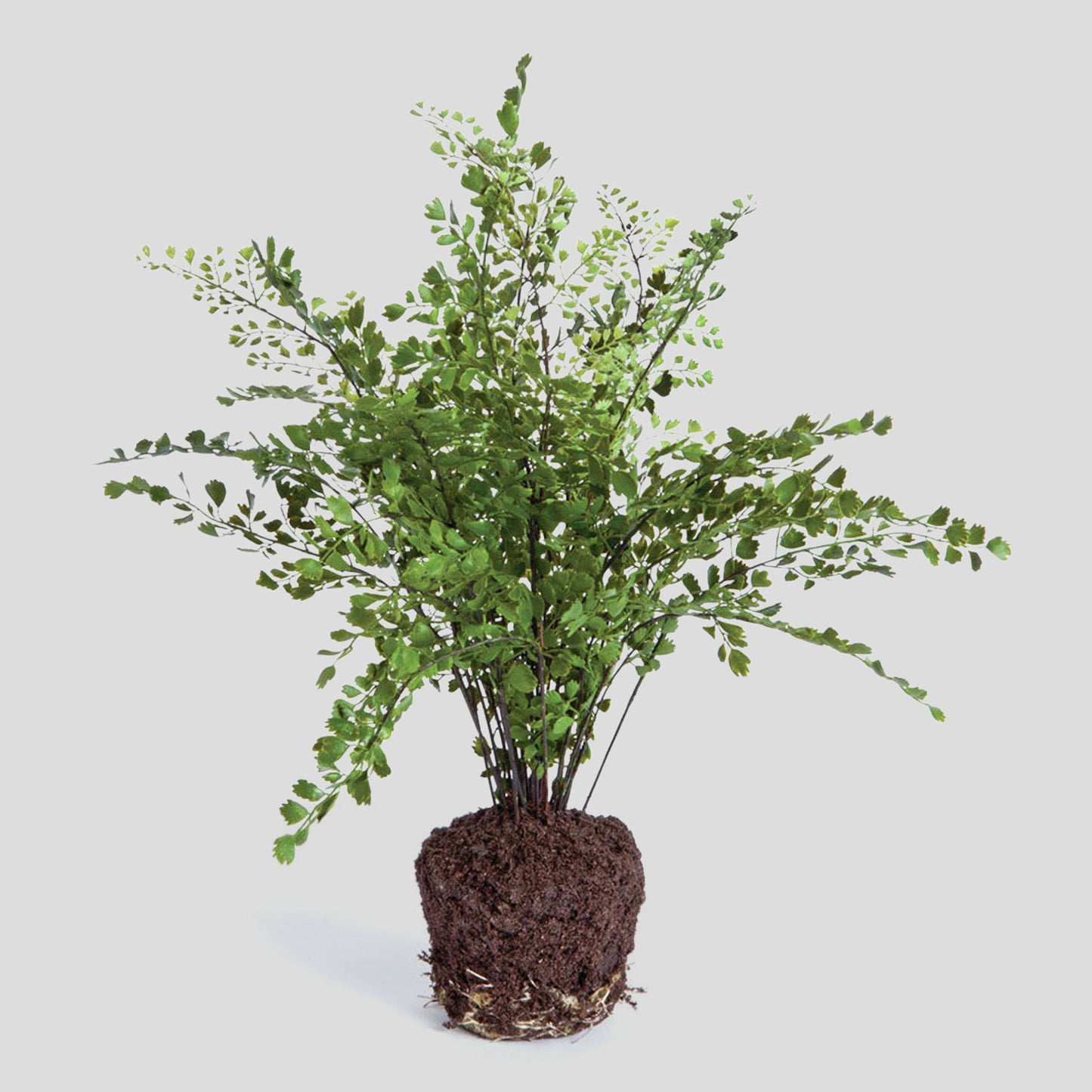 Faux maidenhair fern drop-in 18 inch - stylish home accent (Image1).
