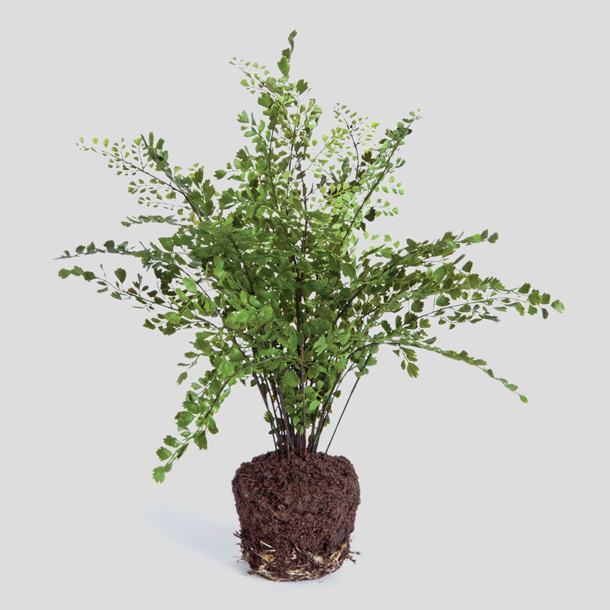 Faux maidenhair fern drop-in 18 inch - stylish home accent (Image1).