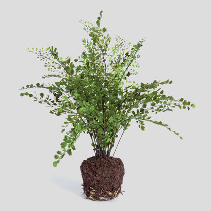 Faux maidenhair fern drop-in 18 inch - stylish home accent (Image1).