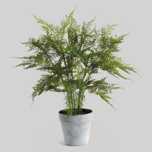 Faux plumosa fern 21 inch - stylish home accent (Image1).