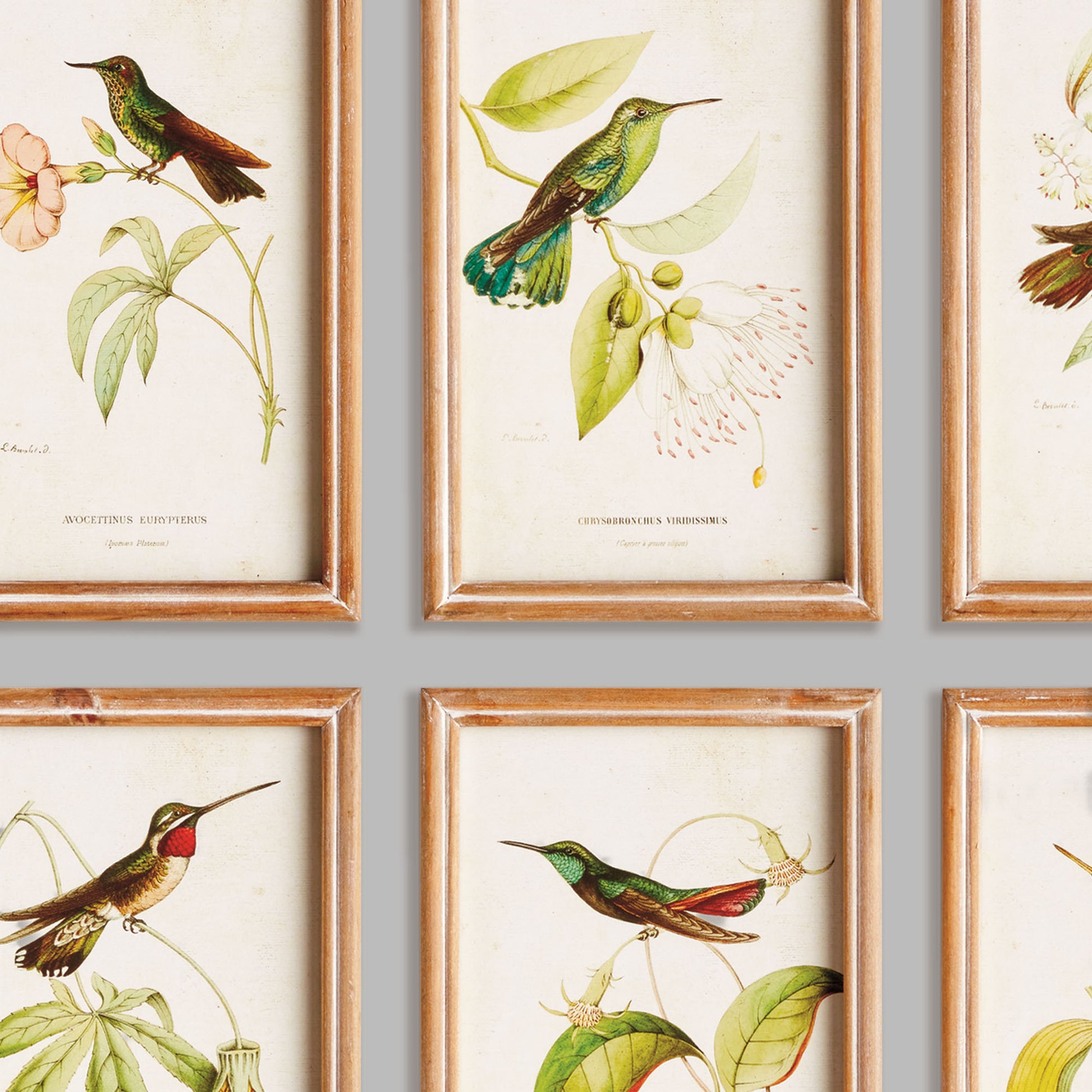 Hummingbird prints in wood frames (set of 8) - stylish home accent (Image2).