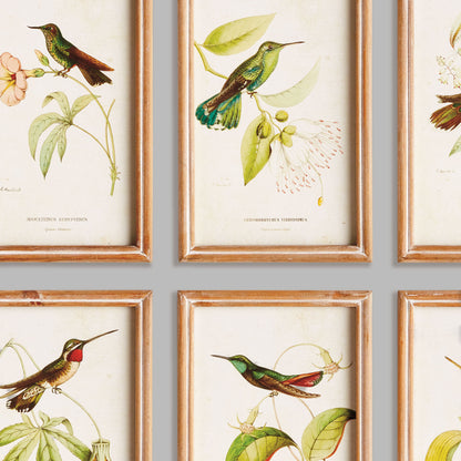 Hummingbird prints in wood frames (set of 8) - stylish home accent (Image2).