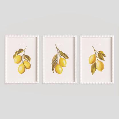 Lemon cuttings white wood framed wall art (set of 3) - stylish home accent (Image1).