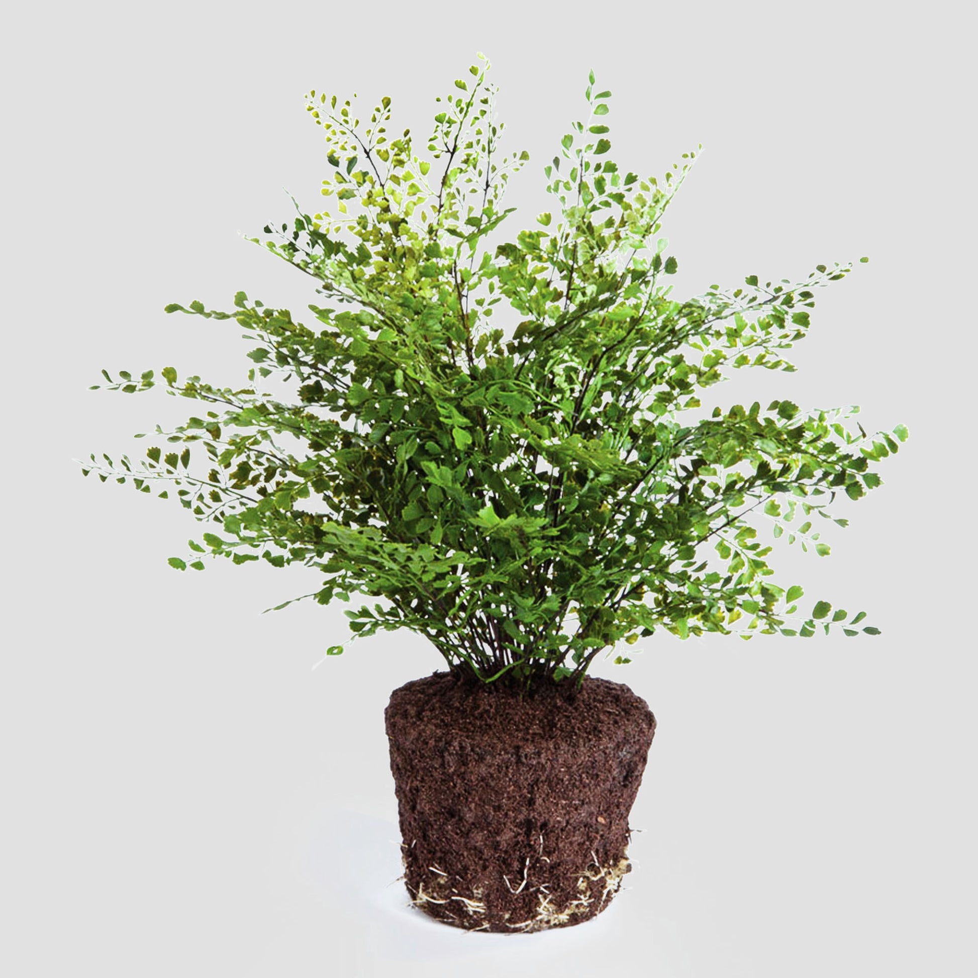 Maidenhair fern faux floral drop-in with gray background.