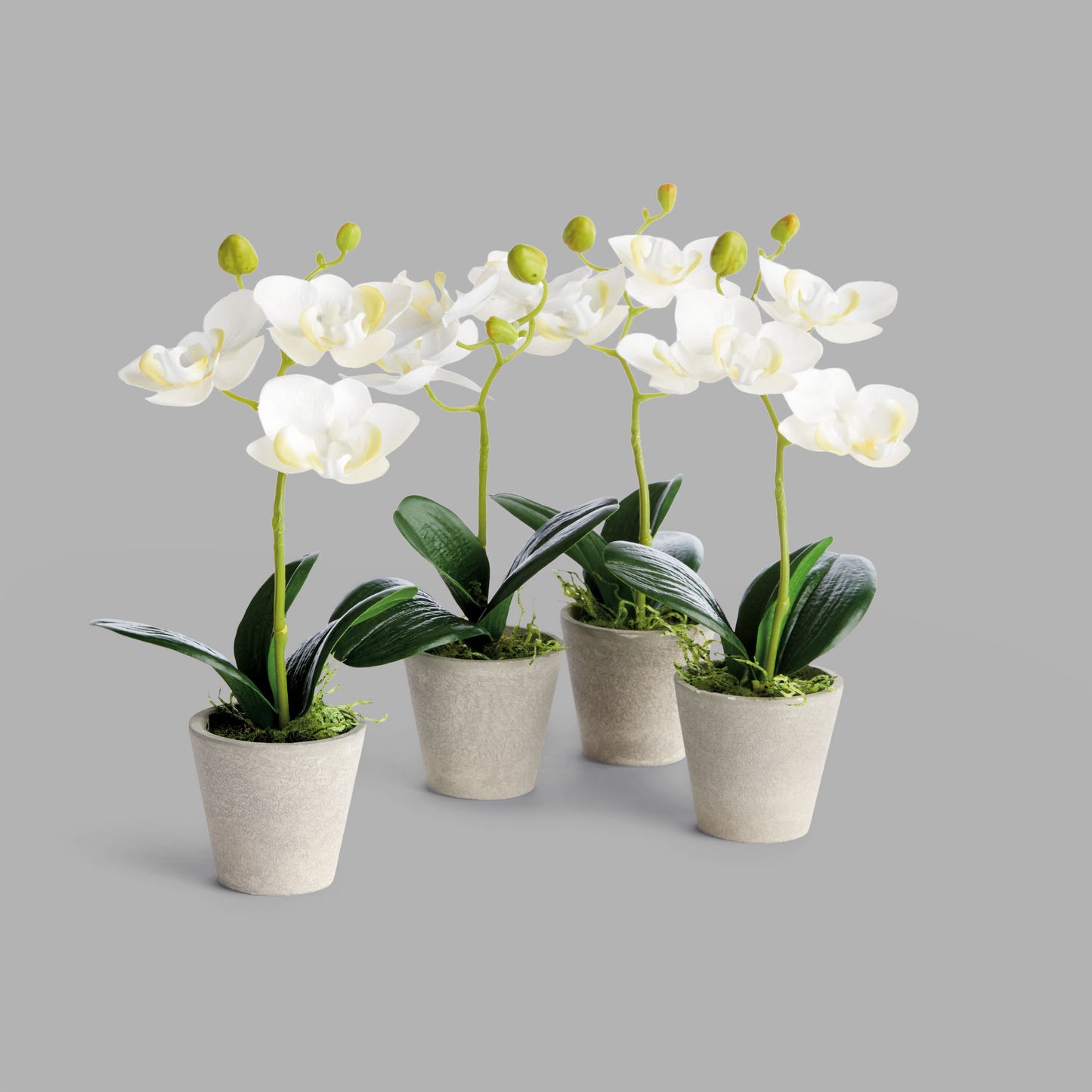 Mini white faux phalaenopsis orchids in concrete pots (set of 4) - stylish home accent (Image1).