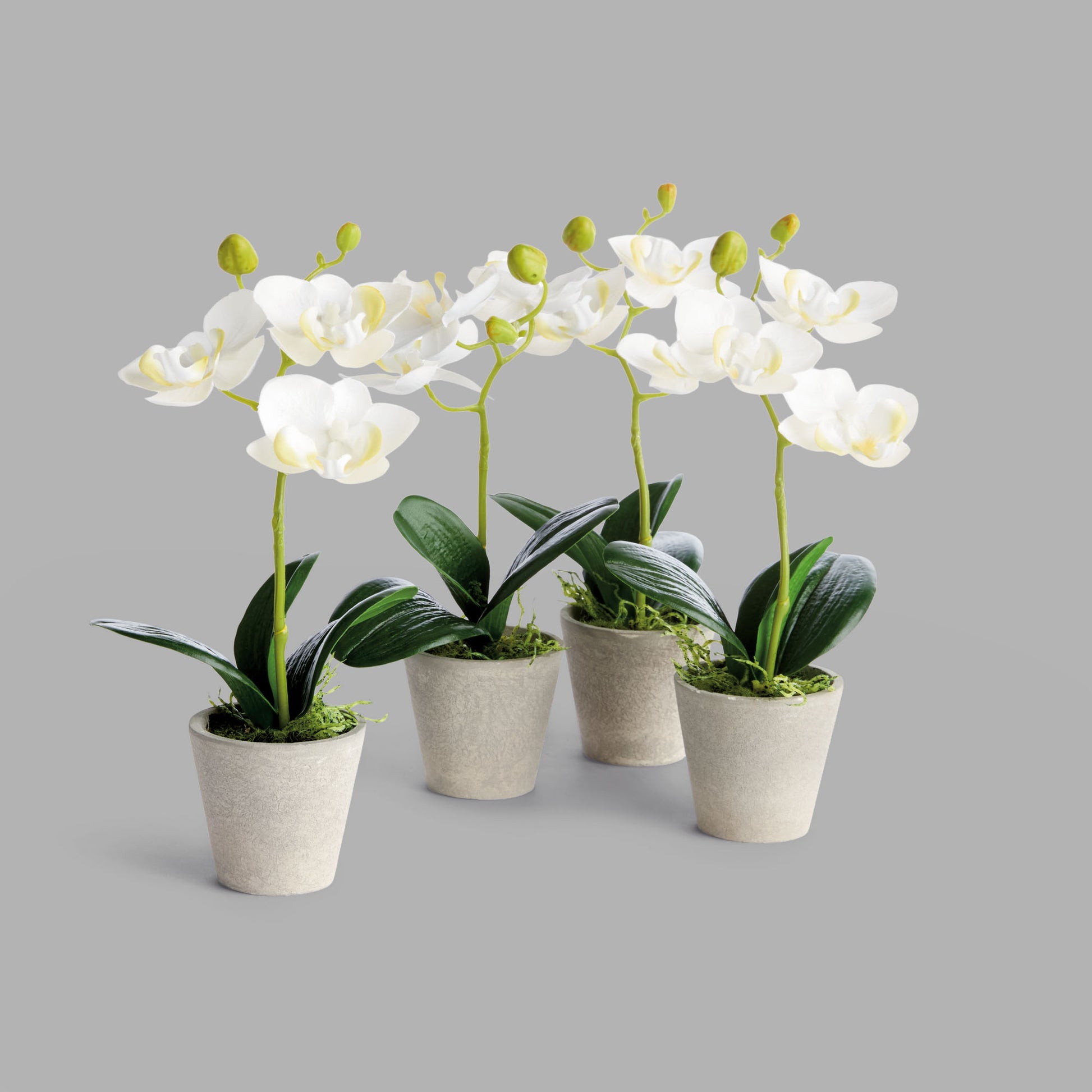 Mini white faux phalaenopsis orchids in concrete pots (set of 4) - stylish home accent (Image1).