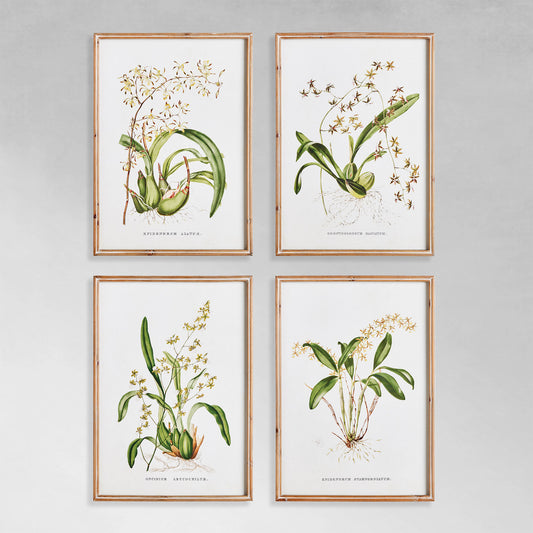 Orchids gallery wall  art set on gray wall.