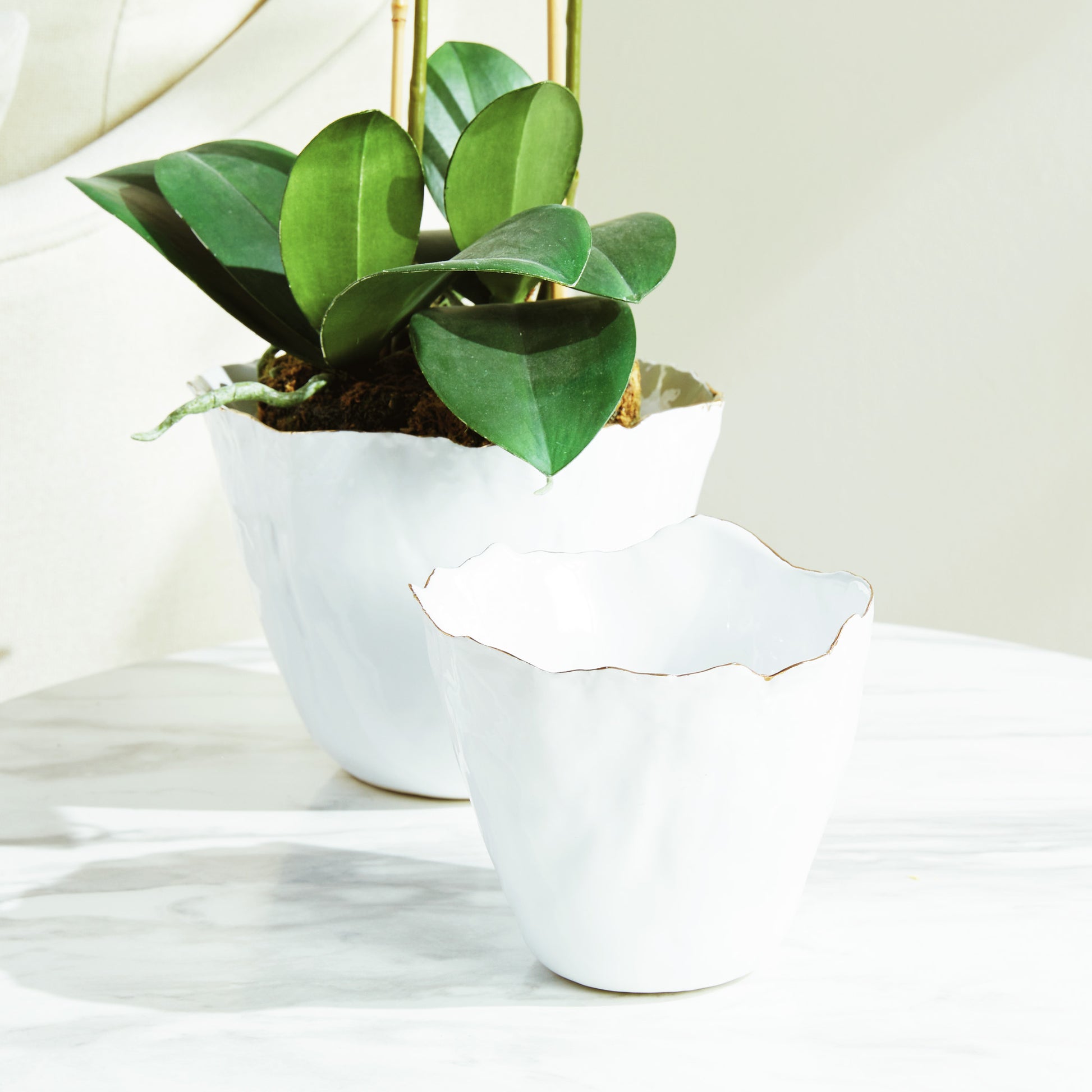 Organic white ceramic cachepots, set of two, closeup view, stylized on table with orchid.