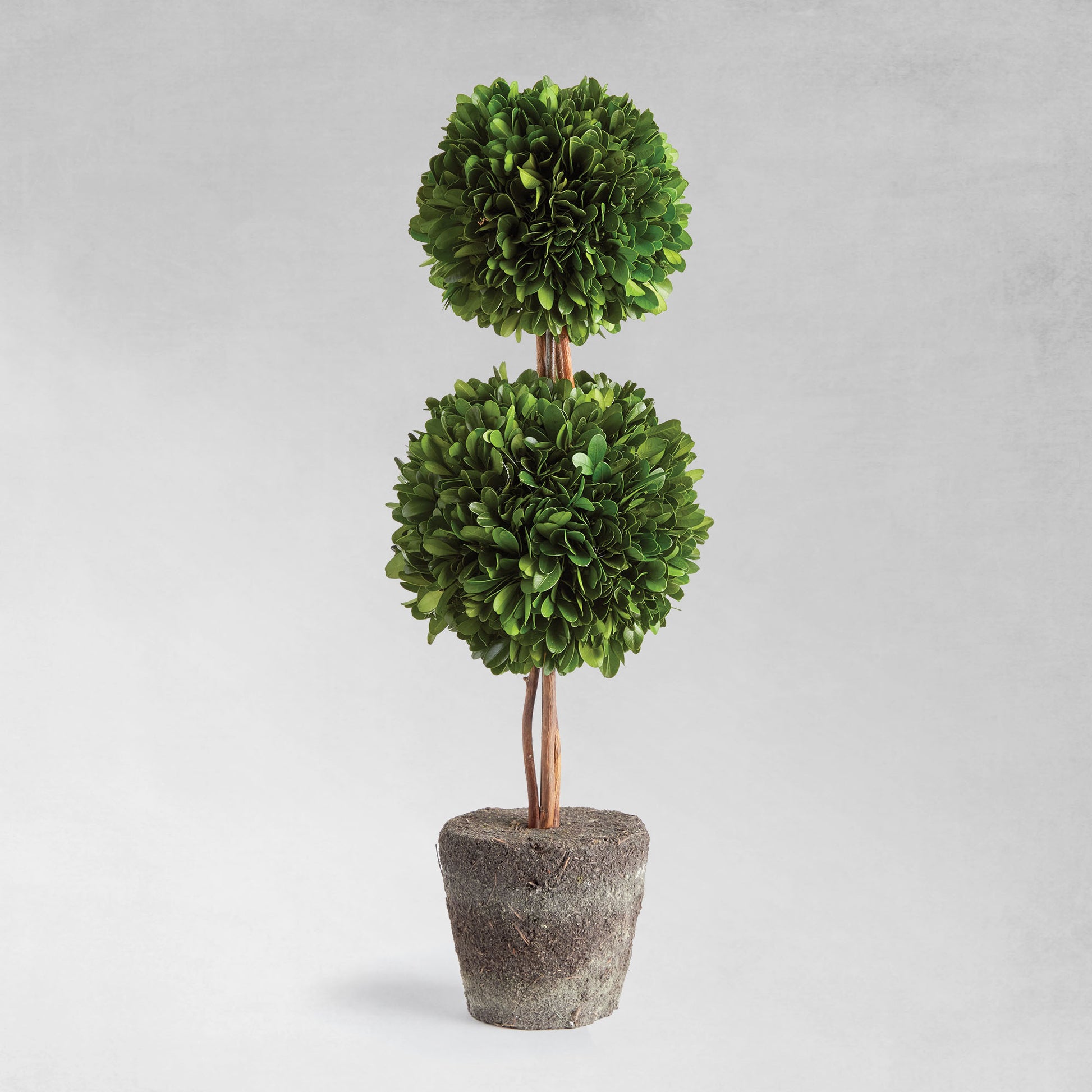 Preserved boxwood double sphere topiary 20 inch - stylish home accent (Image1).