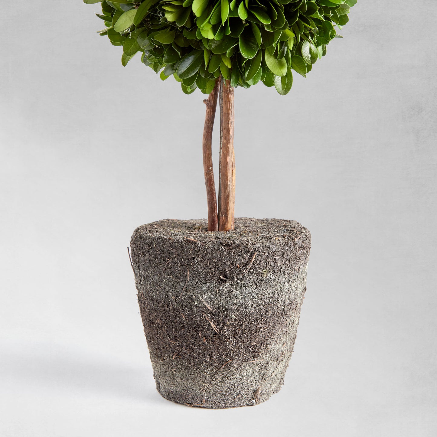 Preserved boxwood double sphere topiary 20 inch - stylish home accent (Image2).