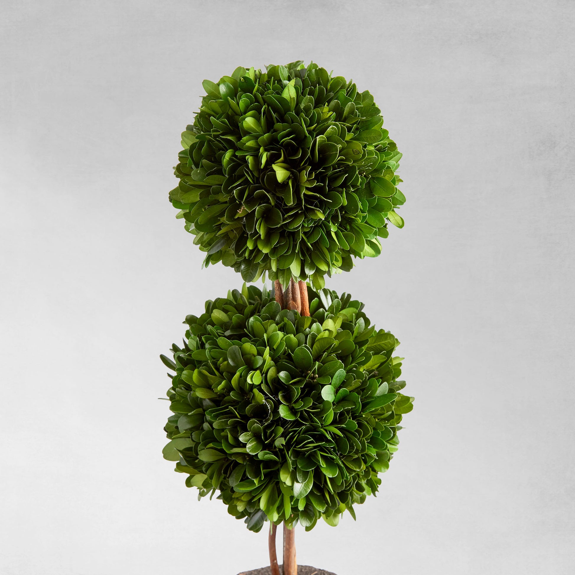 Preserved boxwood double sphere topiary 20 inch - stylish home accent (Image3).