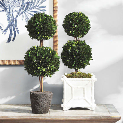 Preserved boxwood double sphere topiary 20 inch - stylish home accent (Image4).