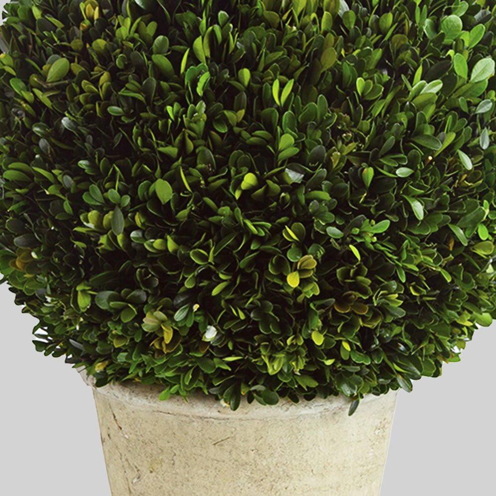 Preserved boxwood in terracotta pot, 12", closeup view of leaves.