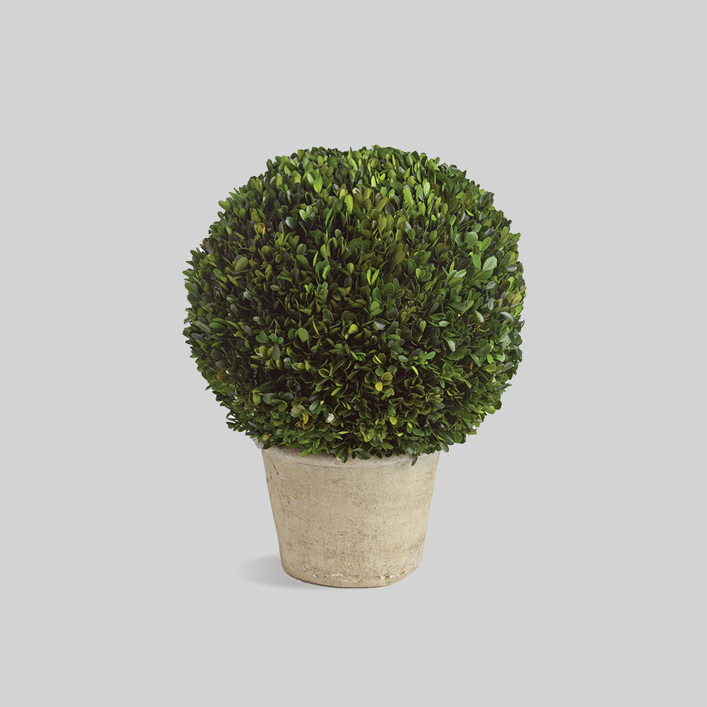 Preserved boxwood in terracotta pot, 12", with gray background.