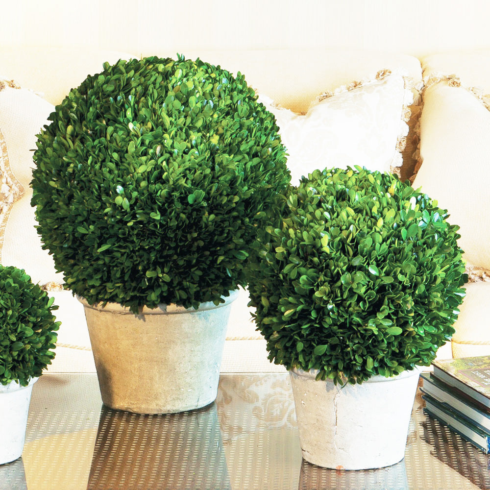 Preserved boxwood in terracotta pot, 8" and 12", stylized on table.