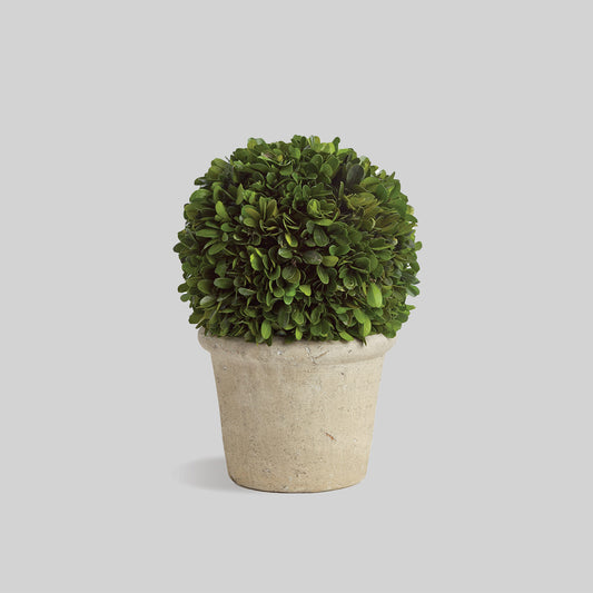 Preserved boxwood in terracotta pot, 8", with gray background.