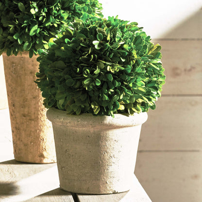 Preserved boxwood in terracotta pot, 8", closeup view.