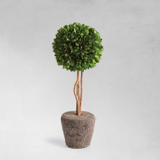 Preserved boxwood sphere topiary 16 inch - stylish home accent (Image1).
