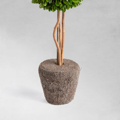 Preserved boxwood sphere topiary 16 inch - stylish home accent (Image2).