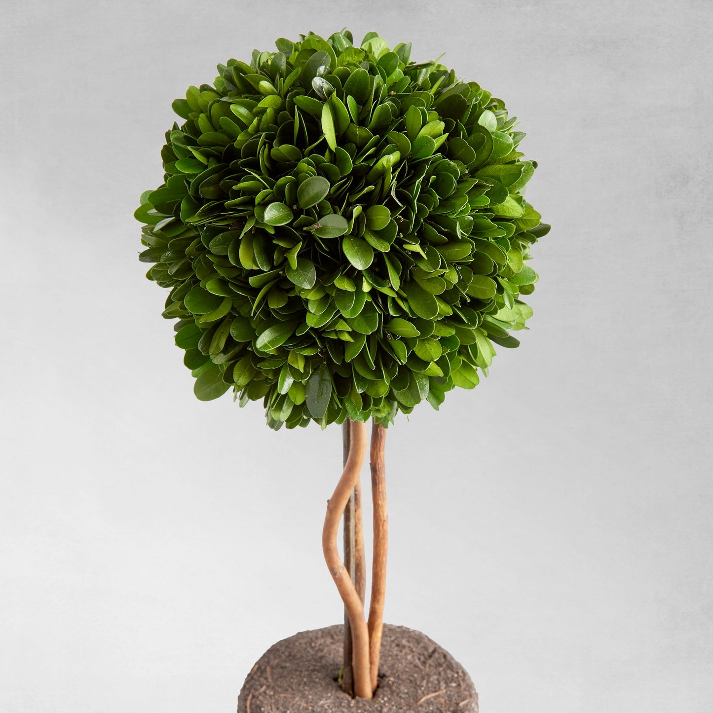 Preserved boxwood sphere topiary 16 inch - stylish home accent (Image3).