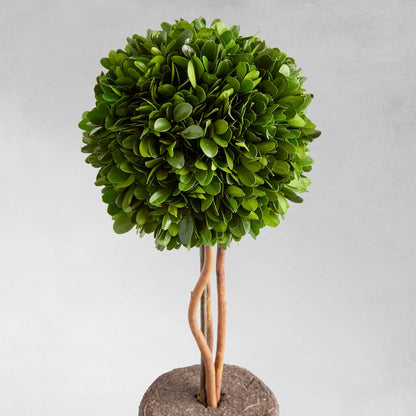 Preserved boxwood sphere topiary 16 inch - stylish home accent (Image3).