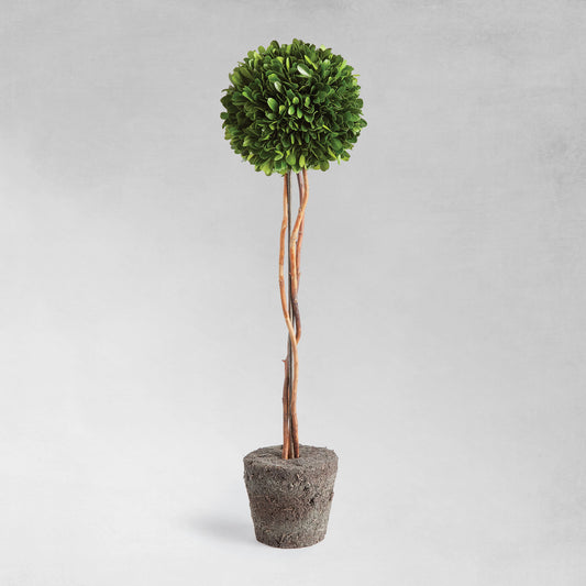 Preserved boxwood sphere topiary 24 inch - stylish home accent (Image1).