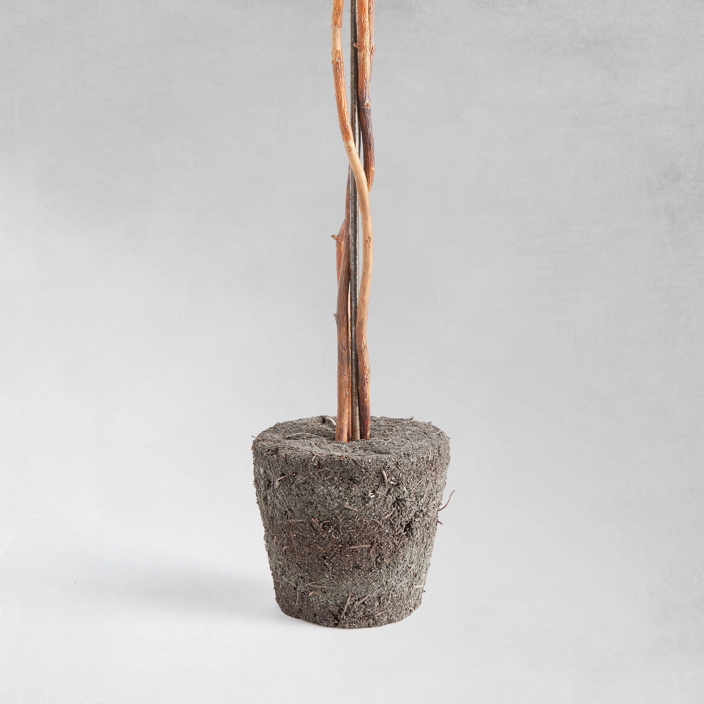 Preserved boxwood sphere topiary 24 inch - stylish home accent (Image2).